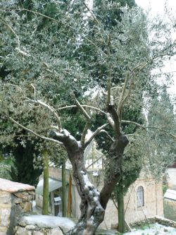 Снег в Горненском Иерусалимском монастыре -42