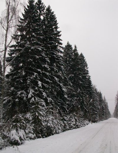 Зима в Вырице.